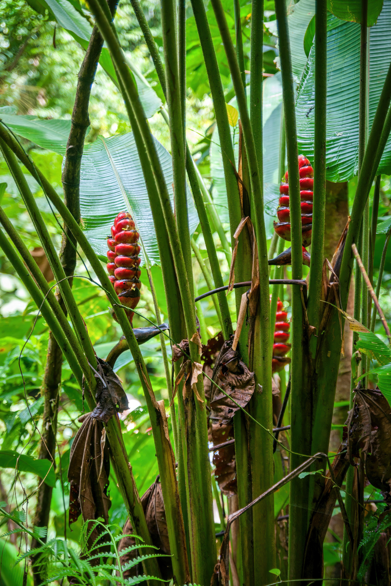 Blüte der Heliconie Heliconia imbricata